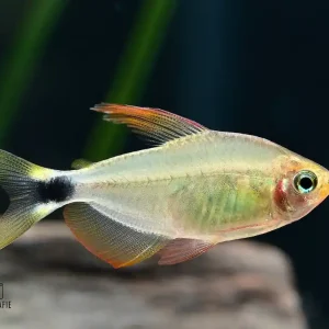 Mega-Angebot Procyon Salmler (Hyphessobrycon procyon)